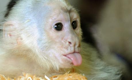 #Venezuela: Alcoholizaron a un #mono y ahora están solicitados por el MP (VIDEO) #Animales #Mascotas