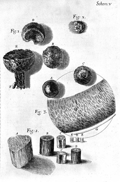 L0002255 Robert Hooke, Micrographia: hair Matemáticas y cabellos