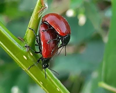 Escarabajos y tortugas