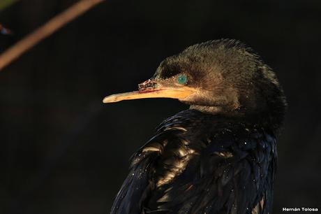 Censo de Neotropical de Aves Acuáticas (julio 2020)