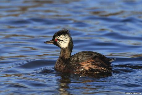 Censo de Neotropical de Aves Acuáticas (julio 2020)