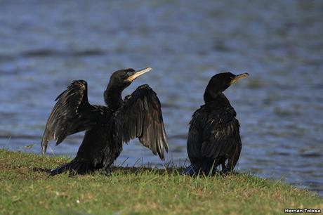 Censo de Neotropical de Aves Acuáticas (julio 2020)