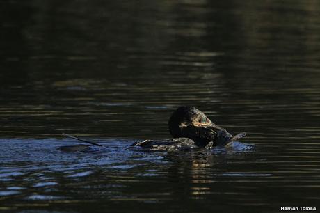 Censo de Neotropical de Aves Acuáticas (julio 2020)