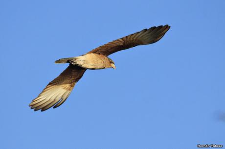 Censo de Neotropical de Aves Acuáticas (julio 2020)