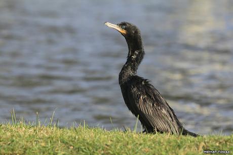 Censo de Neotropical de Aves Acuáticas (julio 2020)