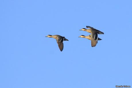 Censo de Neotropical de Aves Acuáticas (julio 2020)