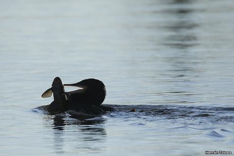 Censo de Neotropical de Aves Acuáticas (julio 2020)