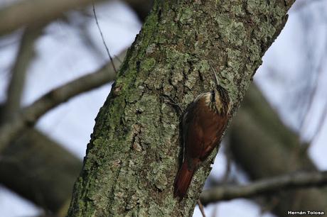 Censo de Neotropical de Aves Acuáticas (julio 2020)