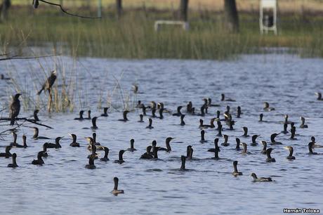 Censo de Neotropical de Aves Acuáticas (julio 2020)