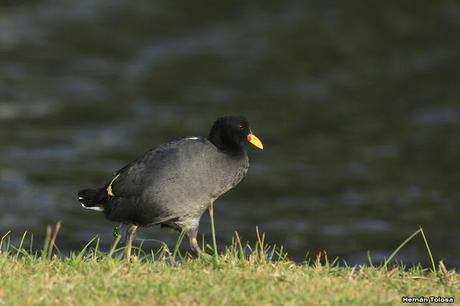 Censo de Neotropical de Aves Acuáticas (julio 2020)