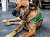 Canelo, famoso perrito comunitario SLP, acaba enfermar.