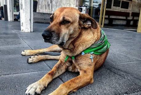 Canelo, el famoso perrito comunitario SLP, se nos acaba de enfermar.