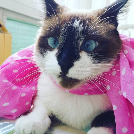 LA GATA DE LOS OJOS BELLOS