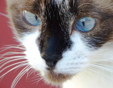 LA GATA DE LOS OJOS BELLOS