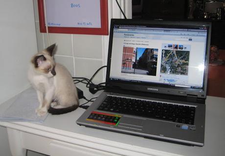 LA GATA DE LOS OJOS BELLOS