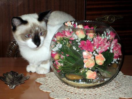 LA GATA DE LOS OJOS BELLOS