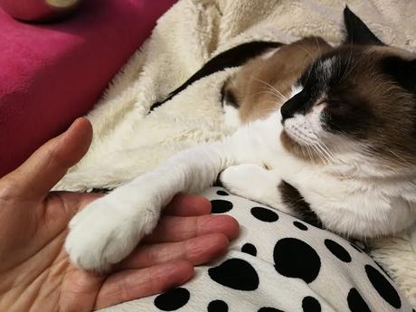 LA GATA DE LOS OJOS BELLOS