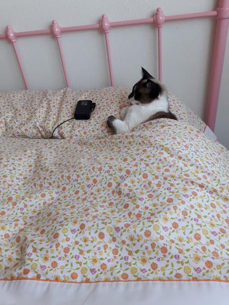 LA GATA DE LOS OJOS BELLOS