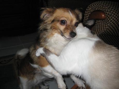 LA GATA DE LOS OJOS BELLOS