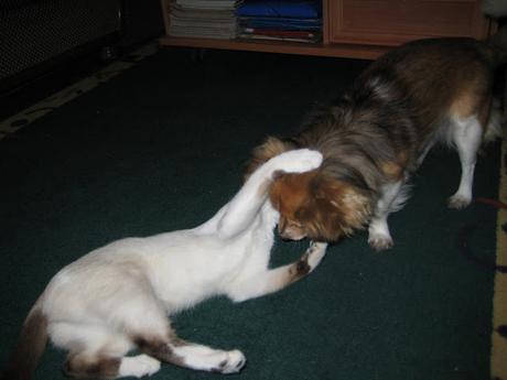 LA GATA DE LOS OJOS BELLOS