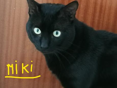 LA GATA DE LOS OJOS BELLOS