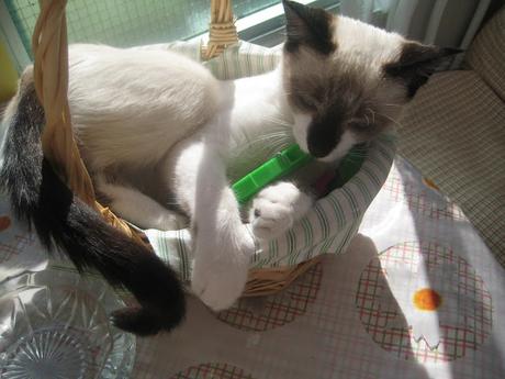 LA GATA DE LOS OJOS BELLOS