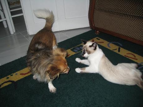 LA GATA DE LOS OJOS BELLOS