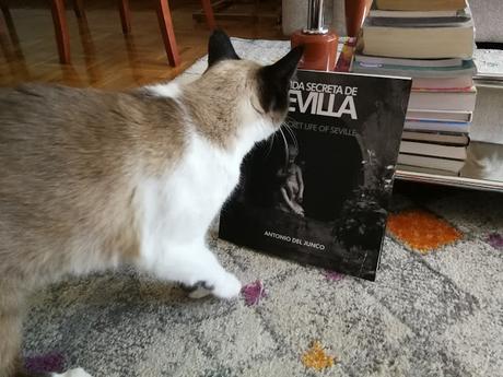 LA GATA DE LOS OJOS BELLOS