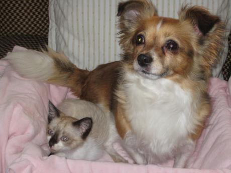 LA GATA DE LOS OJOS BELLOS