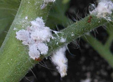 Cochinilla algodonosa, sus daños a nuestros cultivos y como combatirla