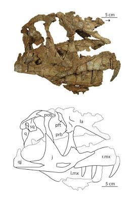 El nuevo rostro de Dilophosaurus wetherilli