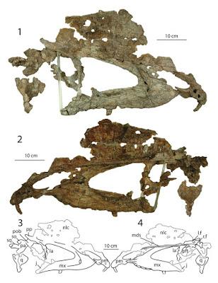 El nuevo rostro de Dilophosaurus wetherilli