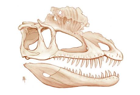 El nuevo rostro de Dilophosaurus wetherilli