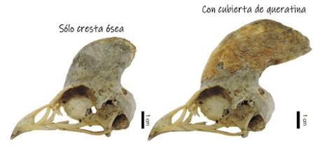 El nuevo rostro de Dilophosaurus wetherilli