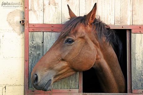 Un caballo asoma la cabeza por la ventana de su cuadra. En Asturias, España. - ALAVISTA Creatividad Cabeza de equino - Fotografía