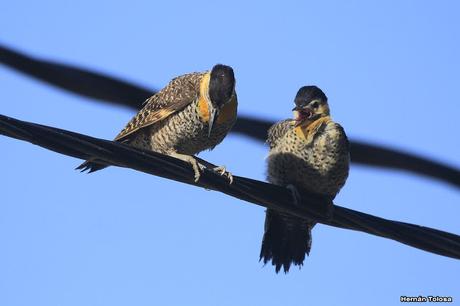 Carpintero campestre alimentando juvenil