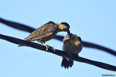 Carpintero campestre alimentando juvenil