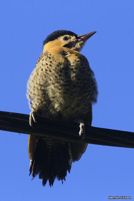Carpintero campestre alimentando juvenil
