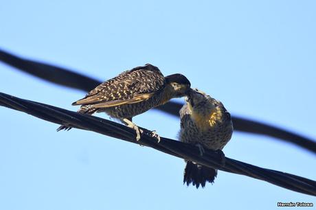 Carpintero campestre alimentando juvenil