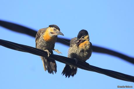 Carpintero campestre alimentando juvenil