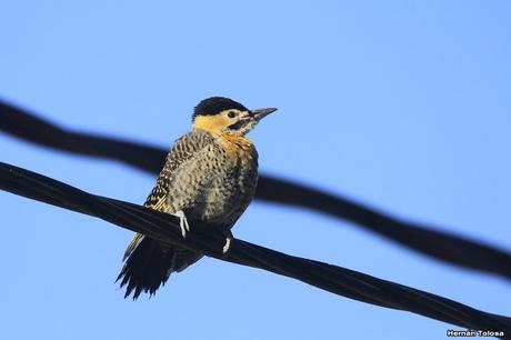 Carpintero campestre alimentando juvenil