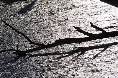 Las Norias que regaban las vegas del Tajo: Un patrimonio olvidado (I)