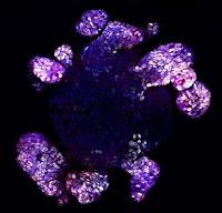 Biomolécula mejora el revestimiento intestinal regenerando el tejido dañado