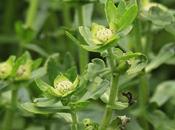 (Enydra anagallis)