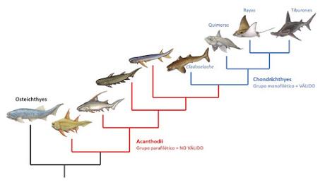 ¿Son los heterodontosáuridos, paquicefalosaurios basales?
