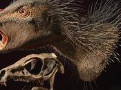 ¿Son heterodontosáuridos, paquicefalosaurios basales?