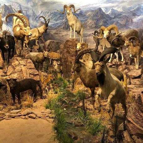 Visita al Museo de la Fauna Salvaje de Vadehuesa