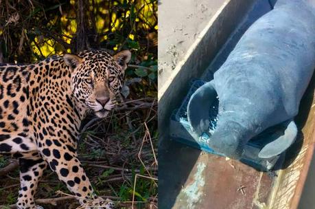 Cuatro detenidos por dar muerte a un jaguar en el estado Zulia. (FOTO)    #Animales #Jaguar #Venezuela