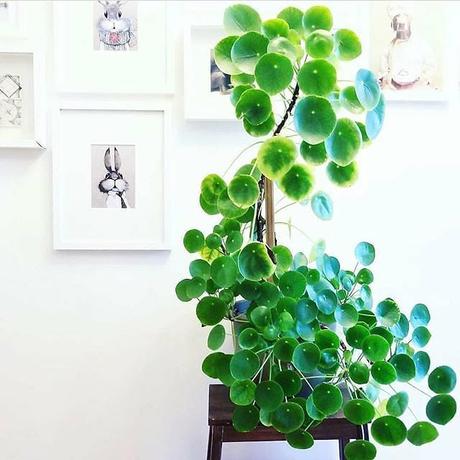 Pilea Peperomioides planta del dinero china