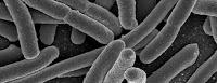 La Escherichia coli Nissle protege al intestino de las infecciones  graves